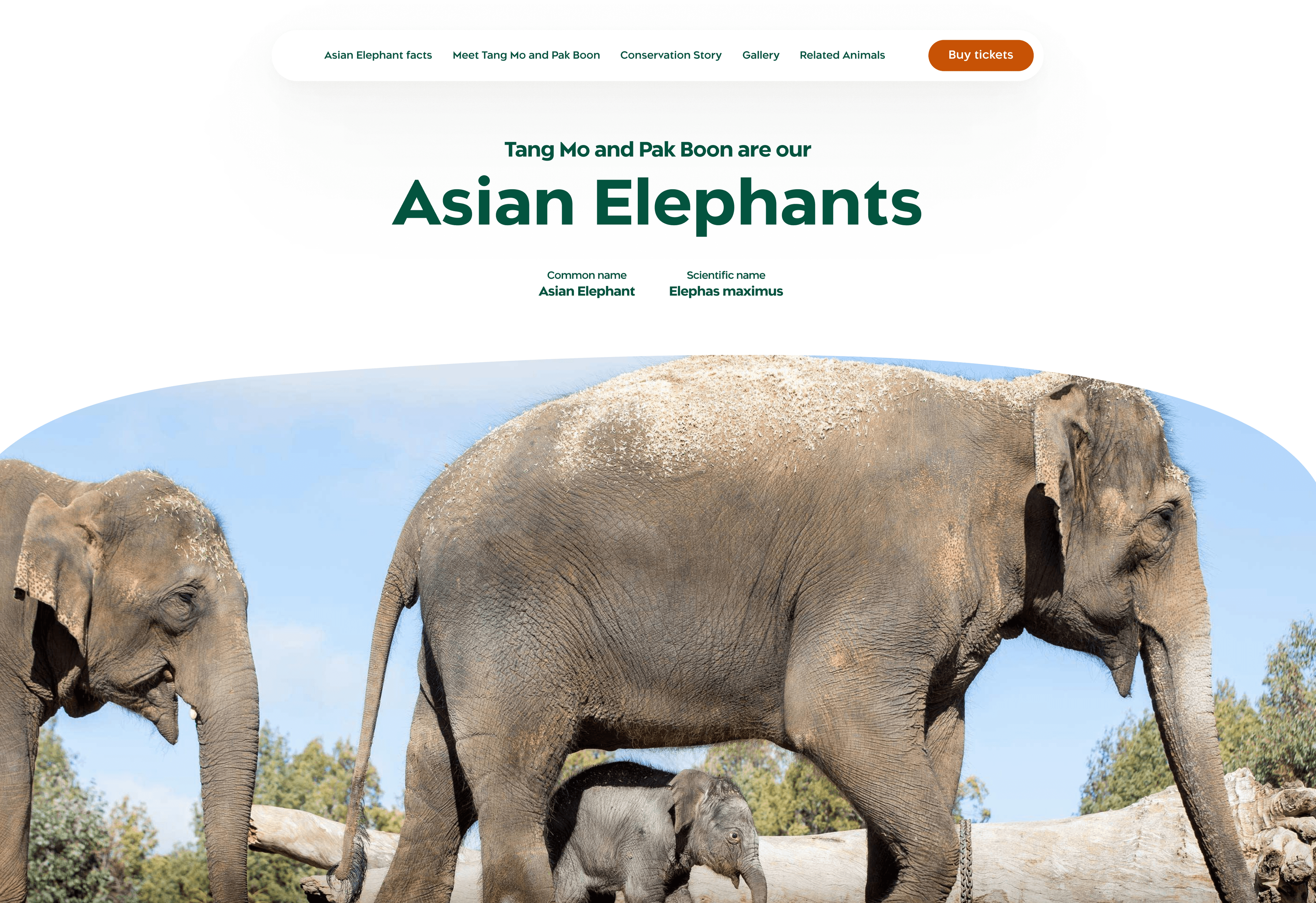 Taronga Zoo — elephants 1