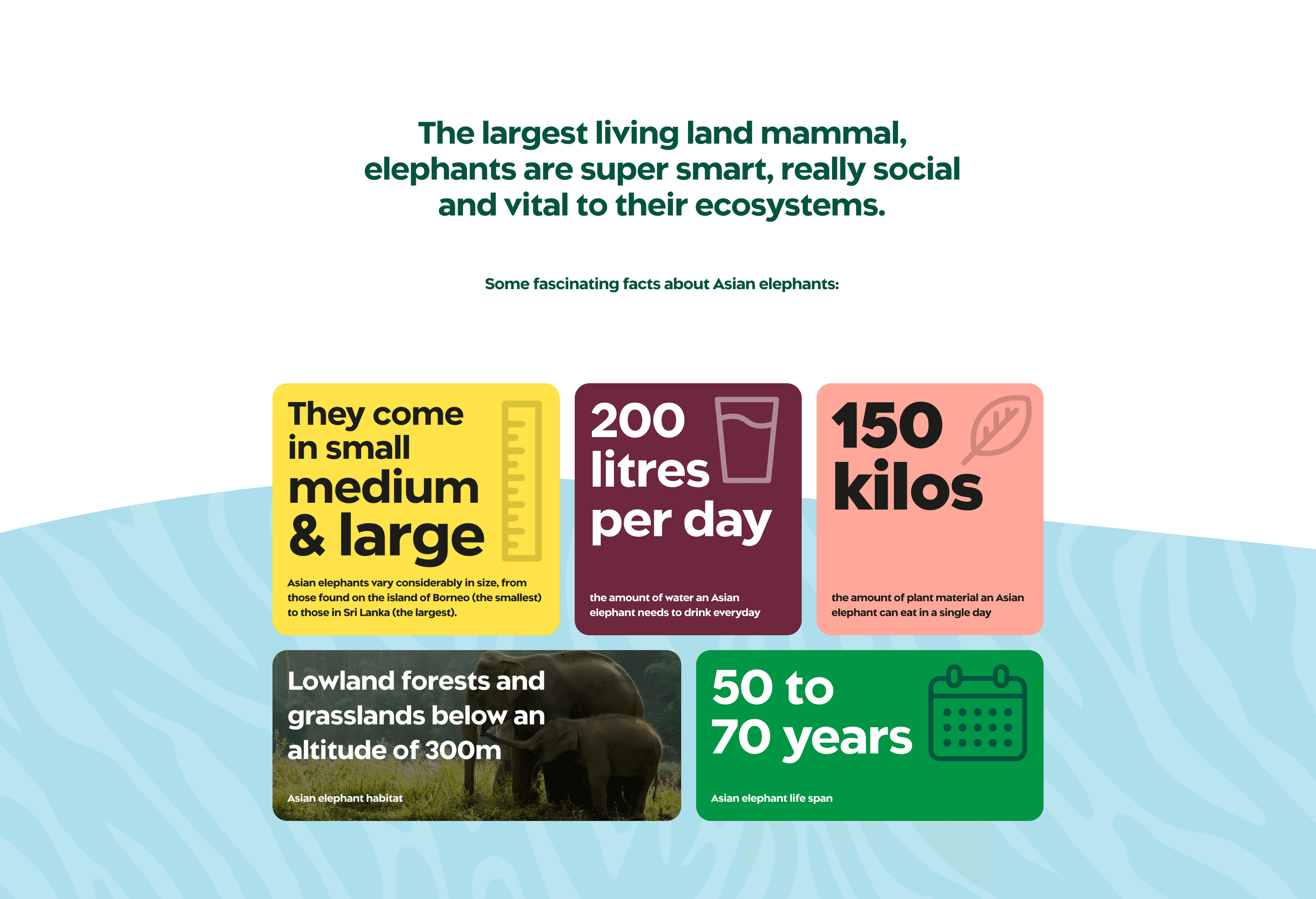 Taronga Zoo — elephants 2